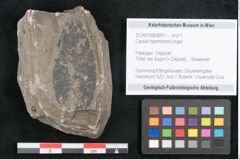 Foto (Objekt + Etikett) von Cassia hyperborea Unger (NHMW-GEO-2024-0188-8051)